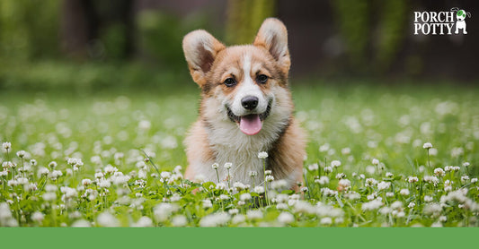 A Corgi lays down in a field of wildflowers