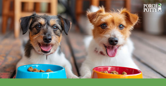 Two small fluffy dogs lay down before their food bowls