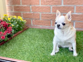 Porch Potty From A Veterinary Perspective