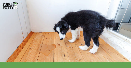 A puppy stands ashamed by a puddle