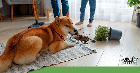 A Shiba Inu lying next to spilled soil from a knocked-over plant while a person prepares to clean.