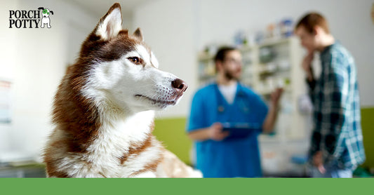 Healthy Pets: Vet Care Essentials for International Day of Veterinary Medicine