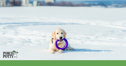 Golden retriever lying in the snow, holding a purple toy ring in its mouth, with a cityscape visible in the distance.