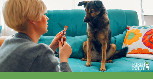 Woman sitting on a teal sofa holding a dog treat while her attentive dog watches closely, anticipating a reward.