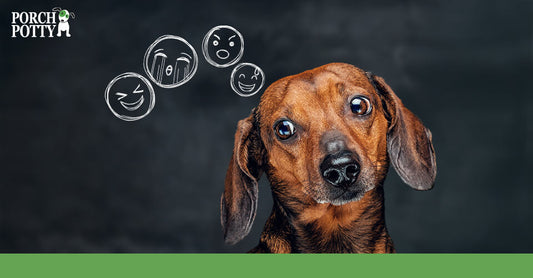 Dachshund looking confused with illustrated thought bubbles showing different emotions.